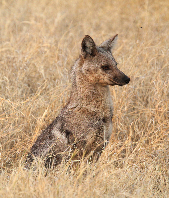 Juovasakaali Canis adustus