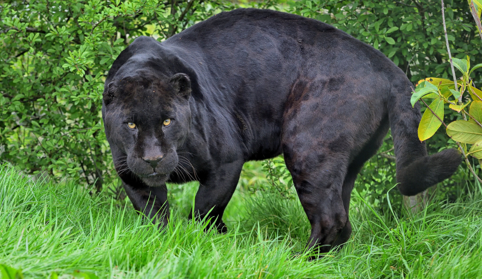 Musta jaguaari