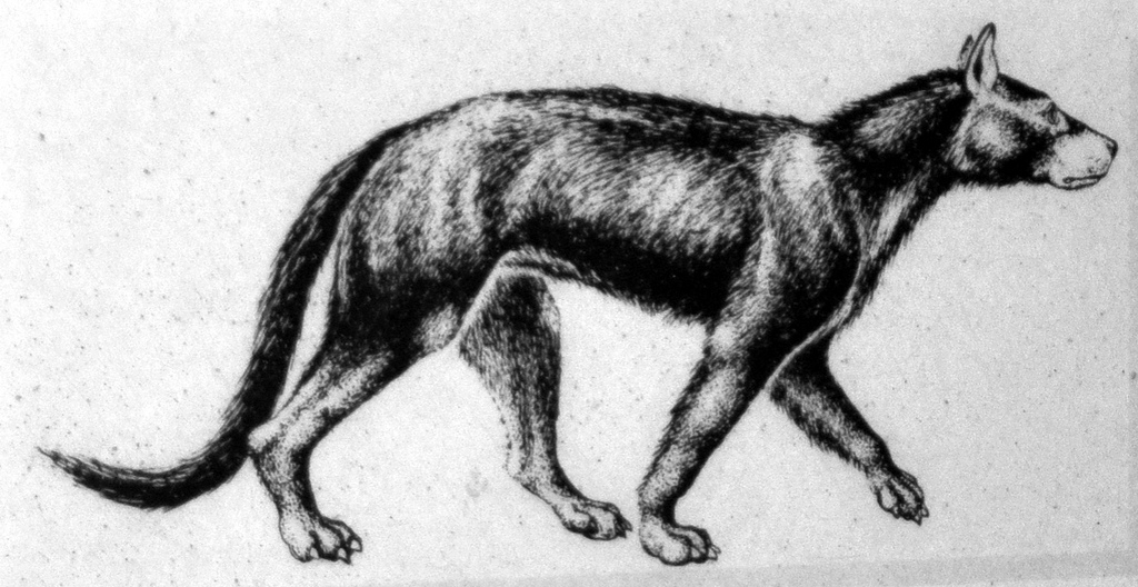 Daphoenus felinus