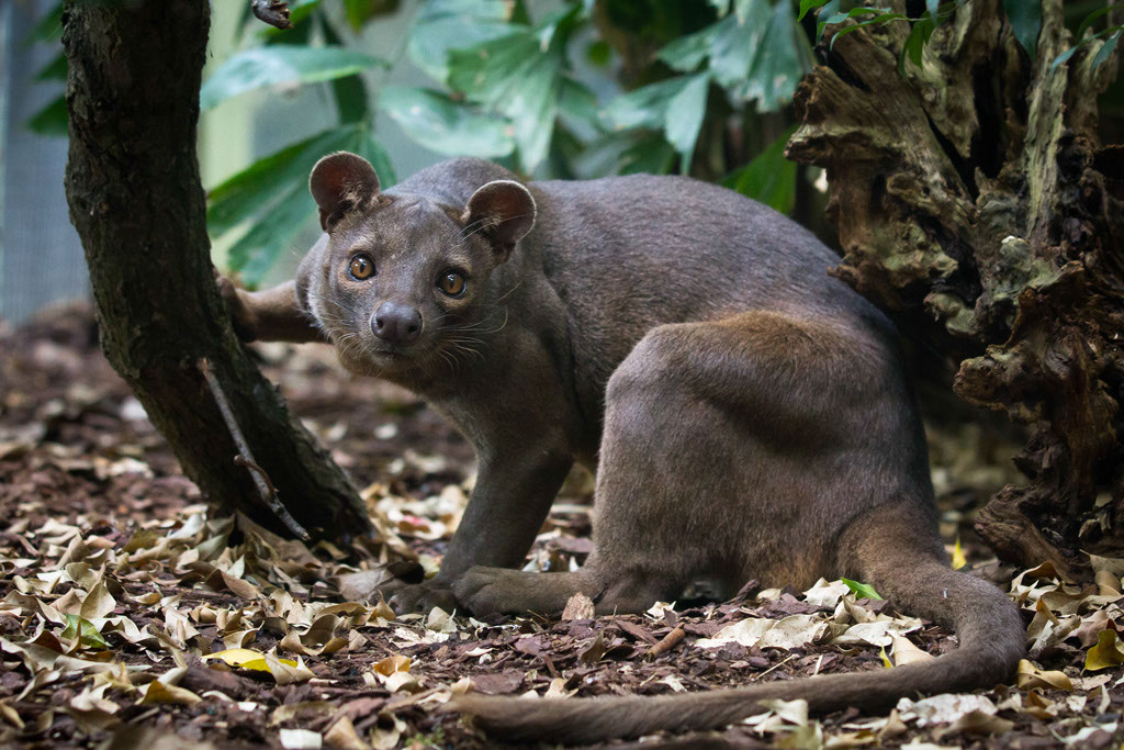 Fossa