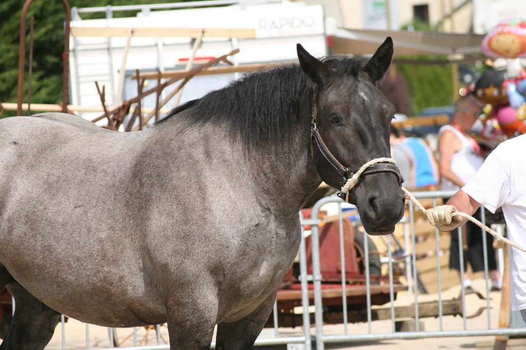 Auxois