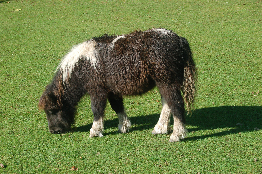 Shetlanninponi