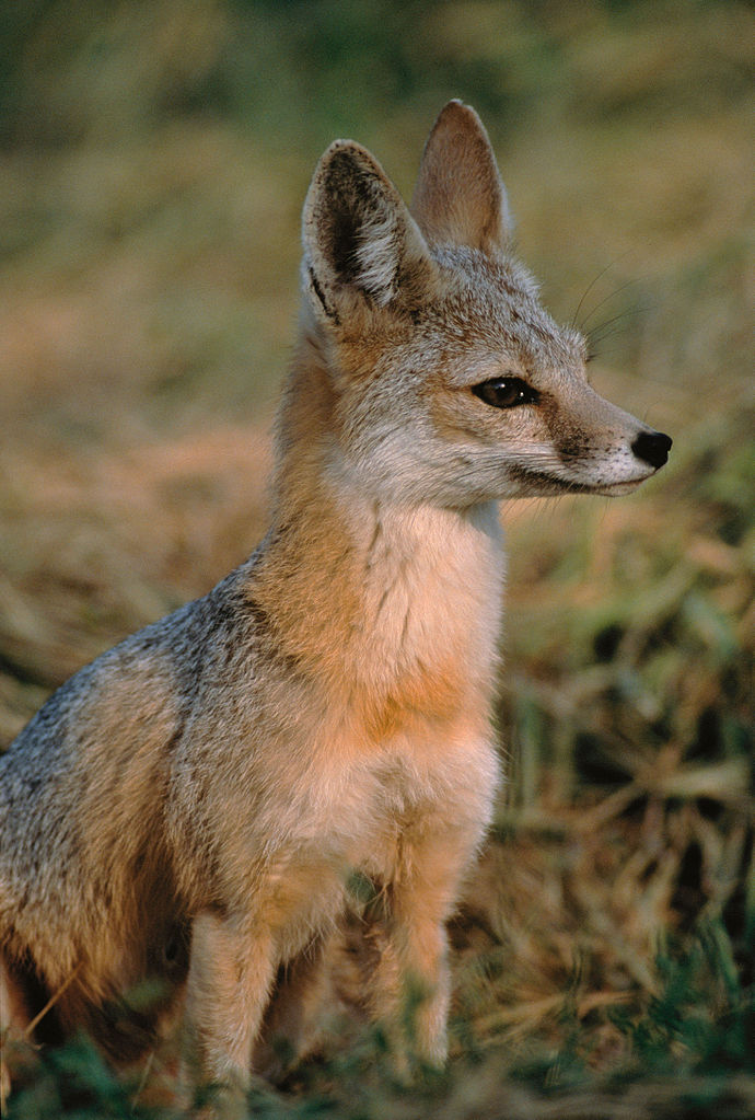 Kit fox (Vulpes macrotis)