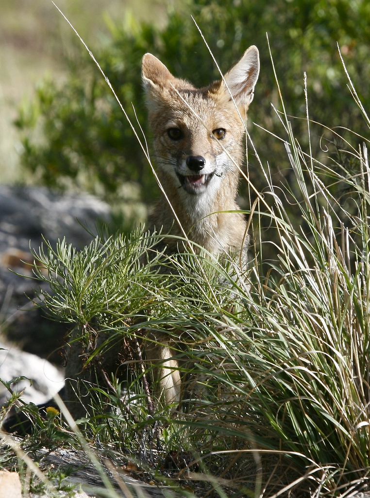 Pampakettu (Pseudalopex gymnocercus)