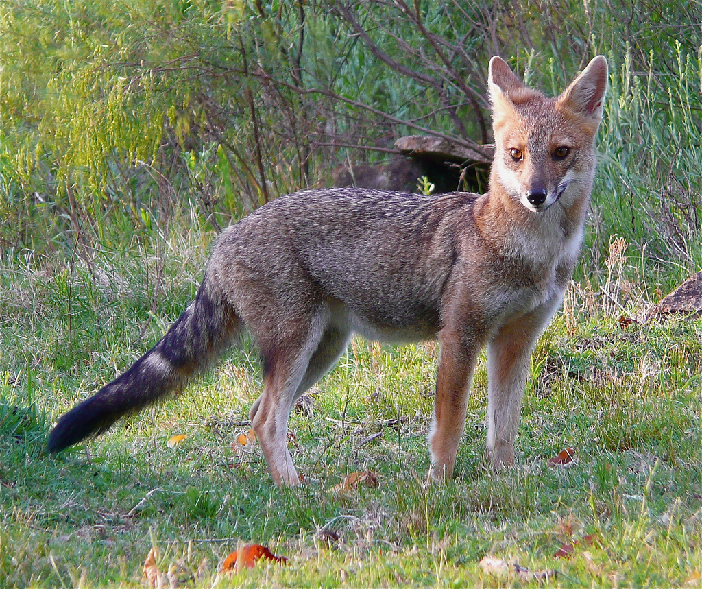 Koiraeläimet