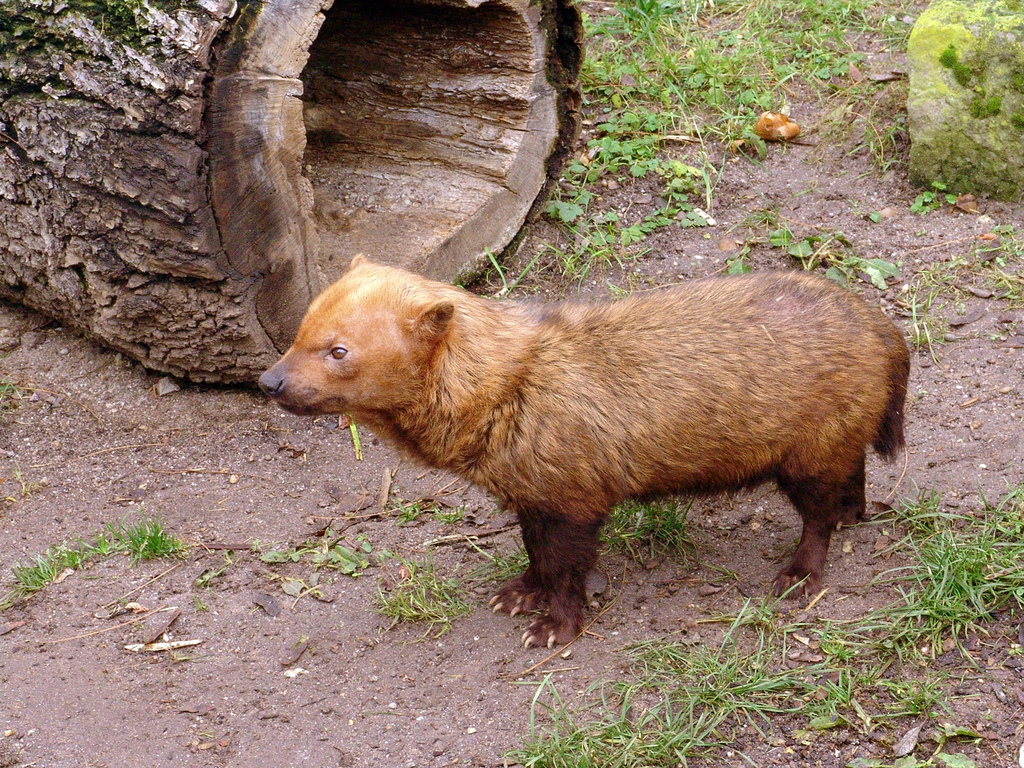 Koiraeläimet